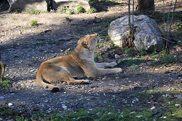 photo des lions du Parc de la Tête d'Or