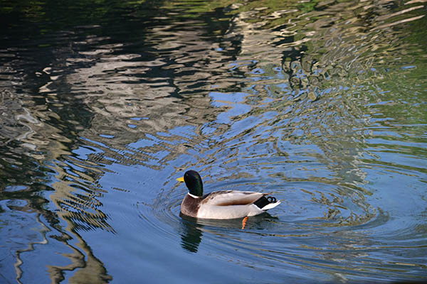 photo des canard du Parc de la Tête d'Or