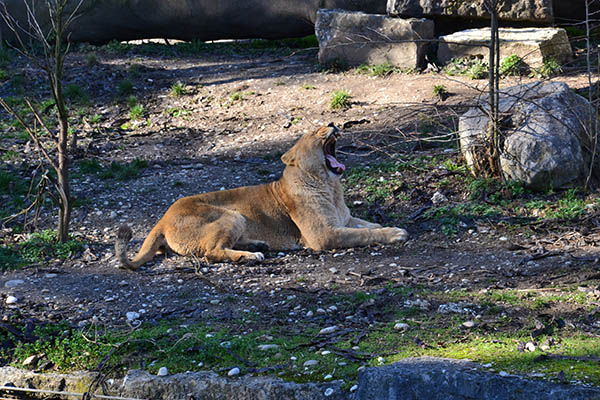 photo des lions du Parc de la Tête d'Or