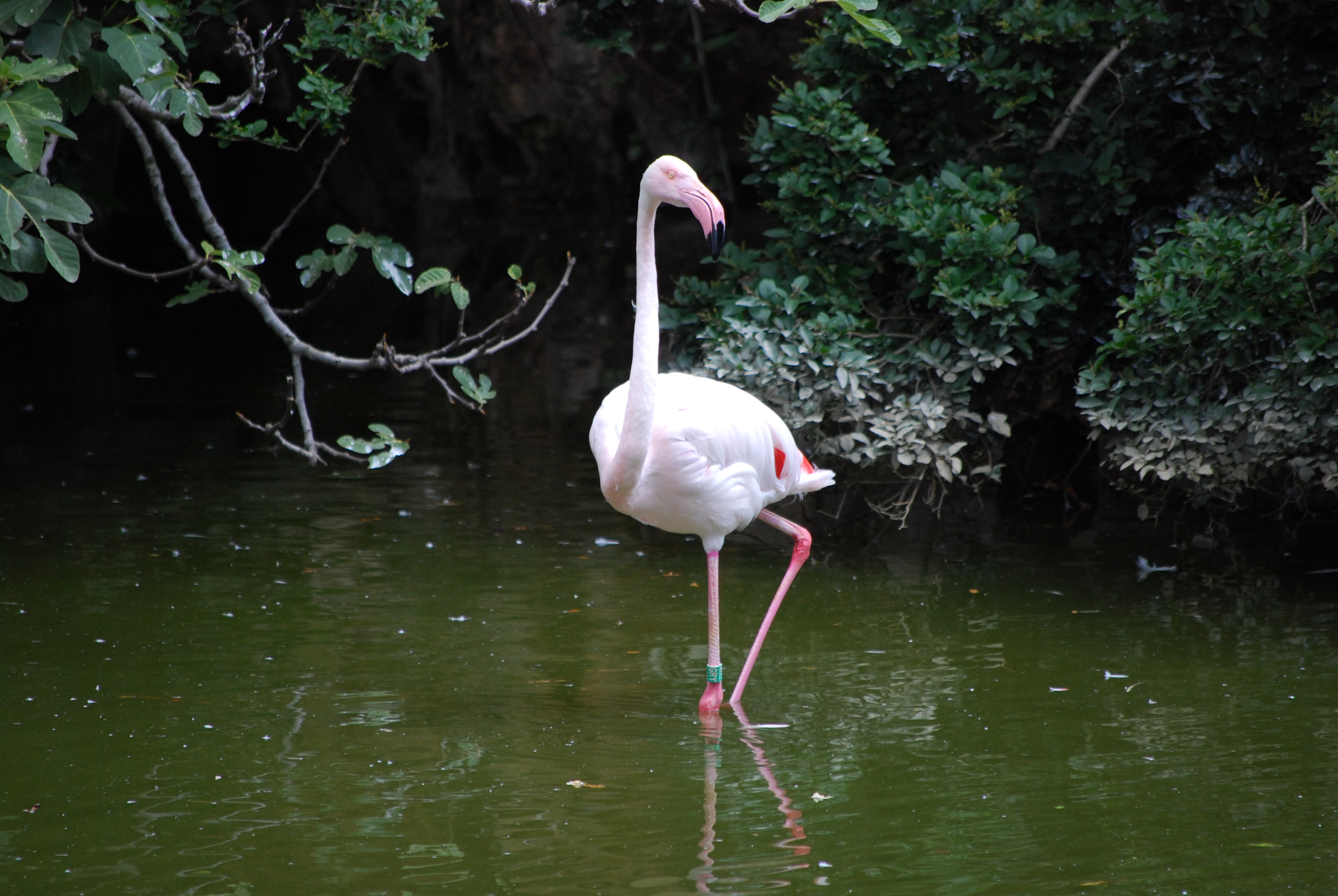 Flamant rose