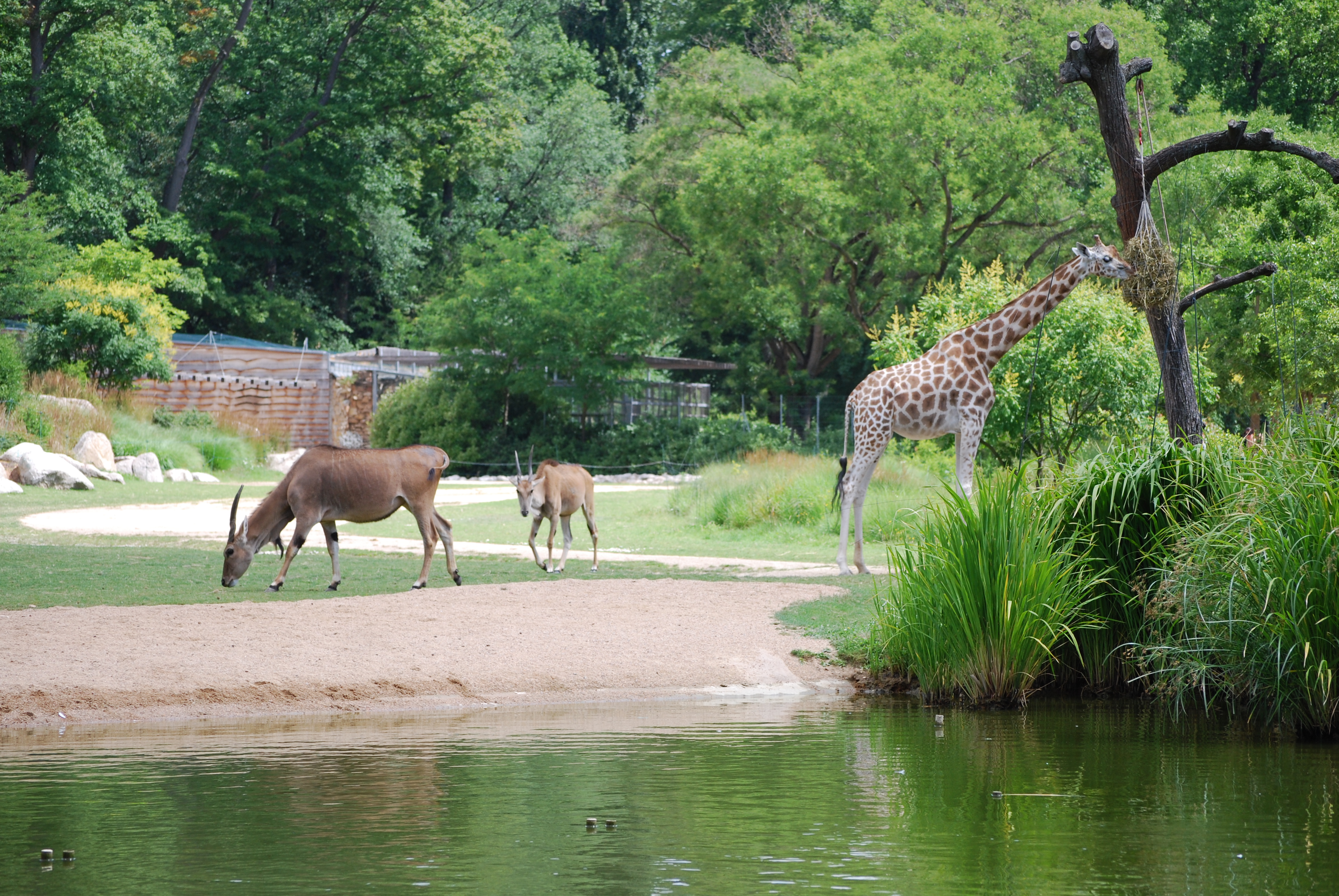 Le parc zoologique – Loisirs du parc de la Tête d'Or