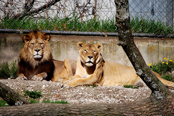 Zoológico no parque de la Tête d’Or em Lyon