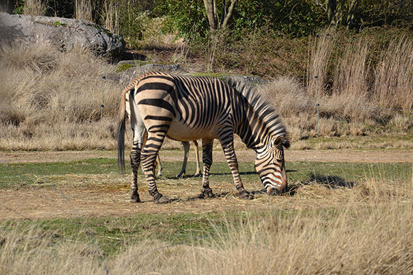 photo des zebres du Parc de la Tête d'Or