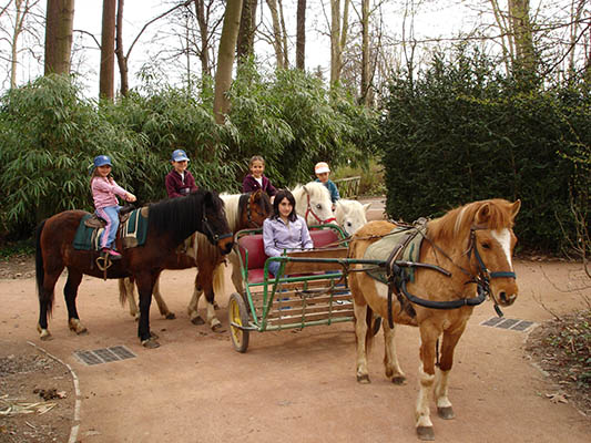 Les Calèches et poneys au Parc de la Tête d'Or à Lyon