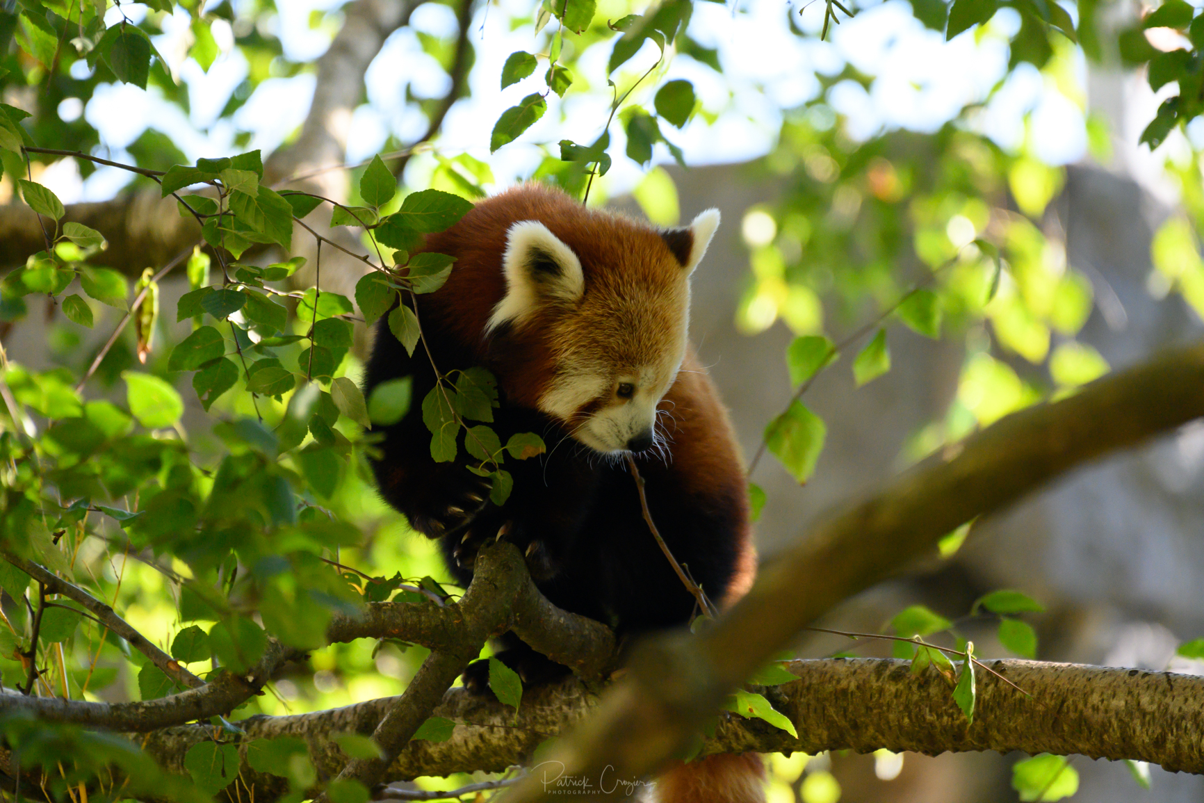 Le parc zoologique – Loisirs du parc de la Tête d'Or